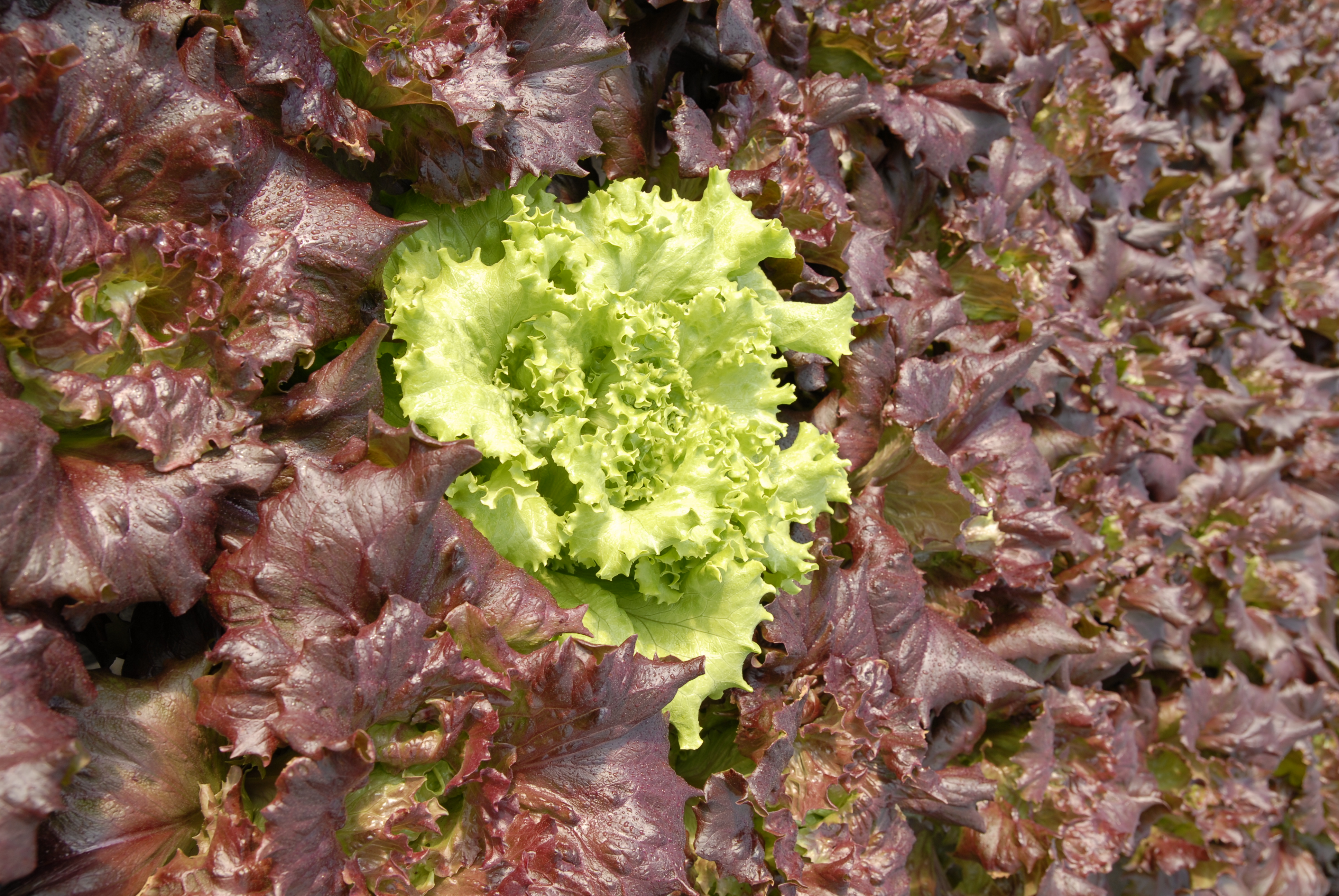 Cultivo Hidropónico