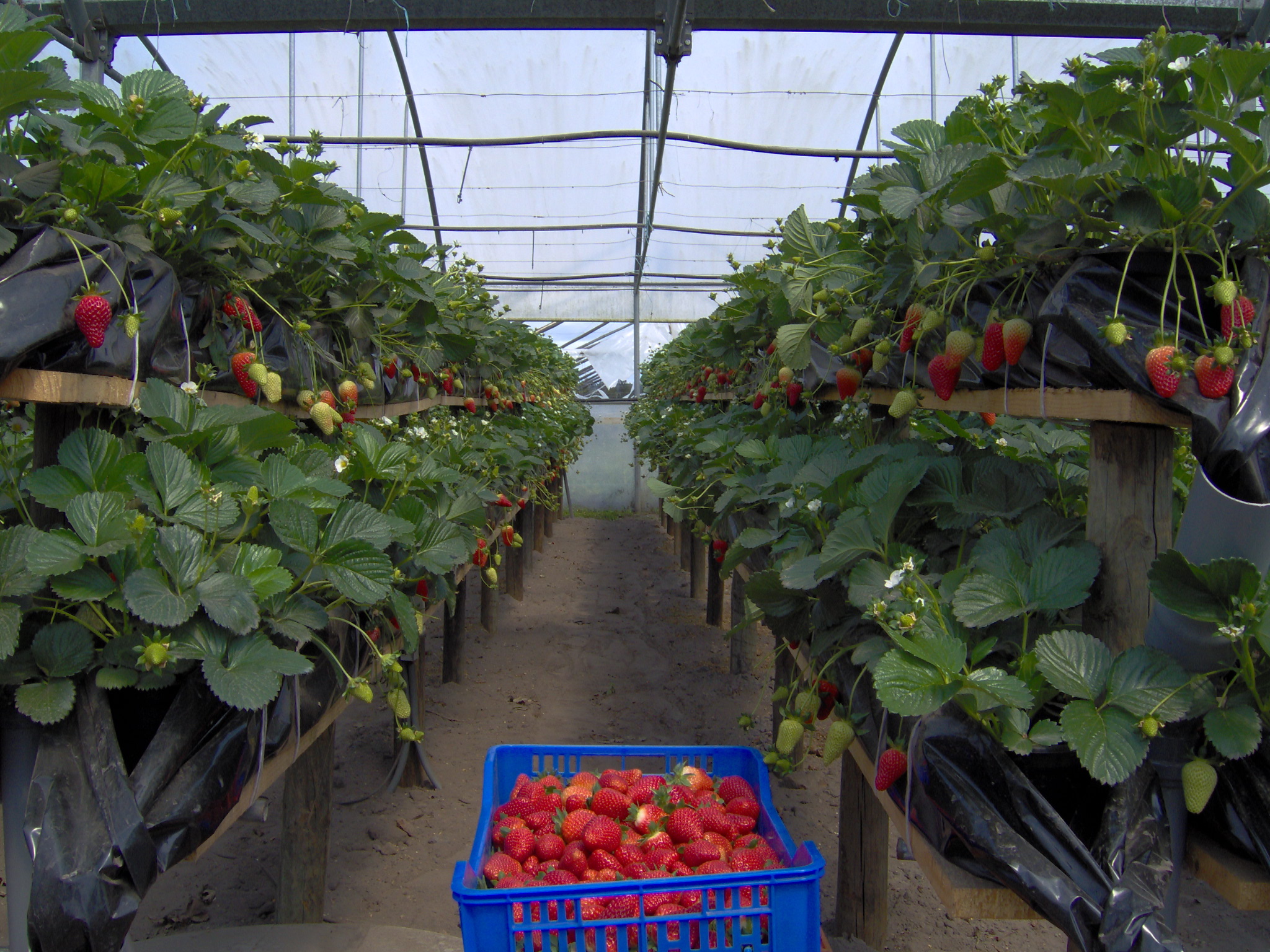 Cultivo Hidropónico