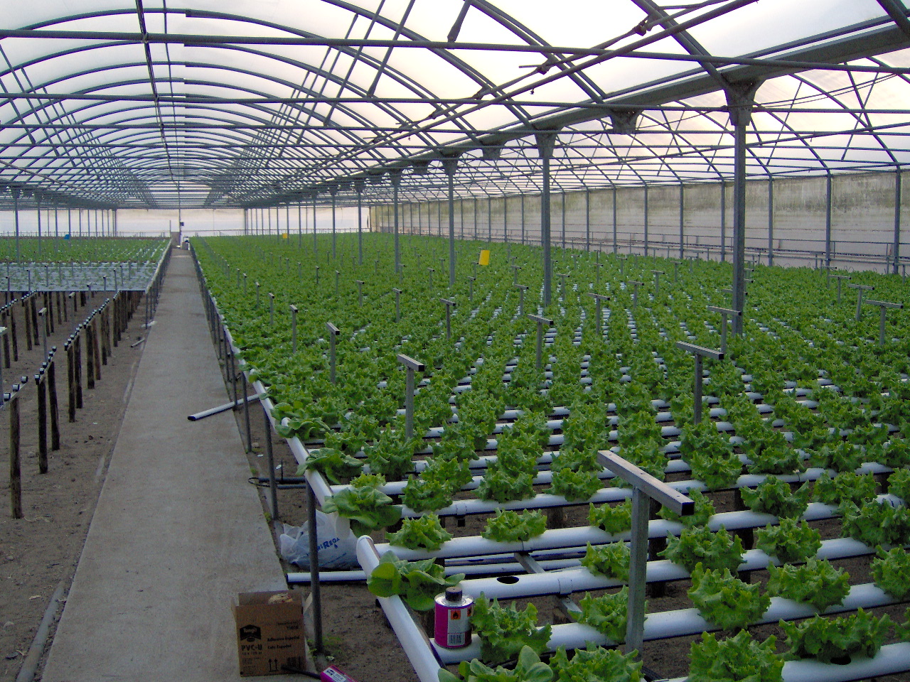 Cultivo Hidropónico