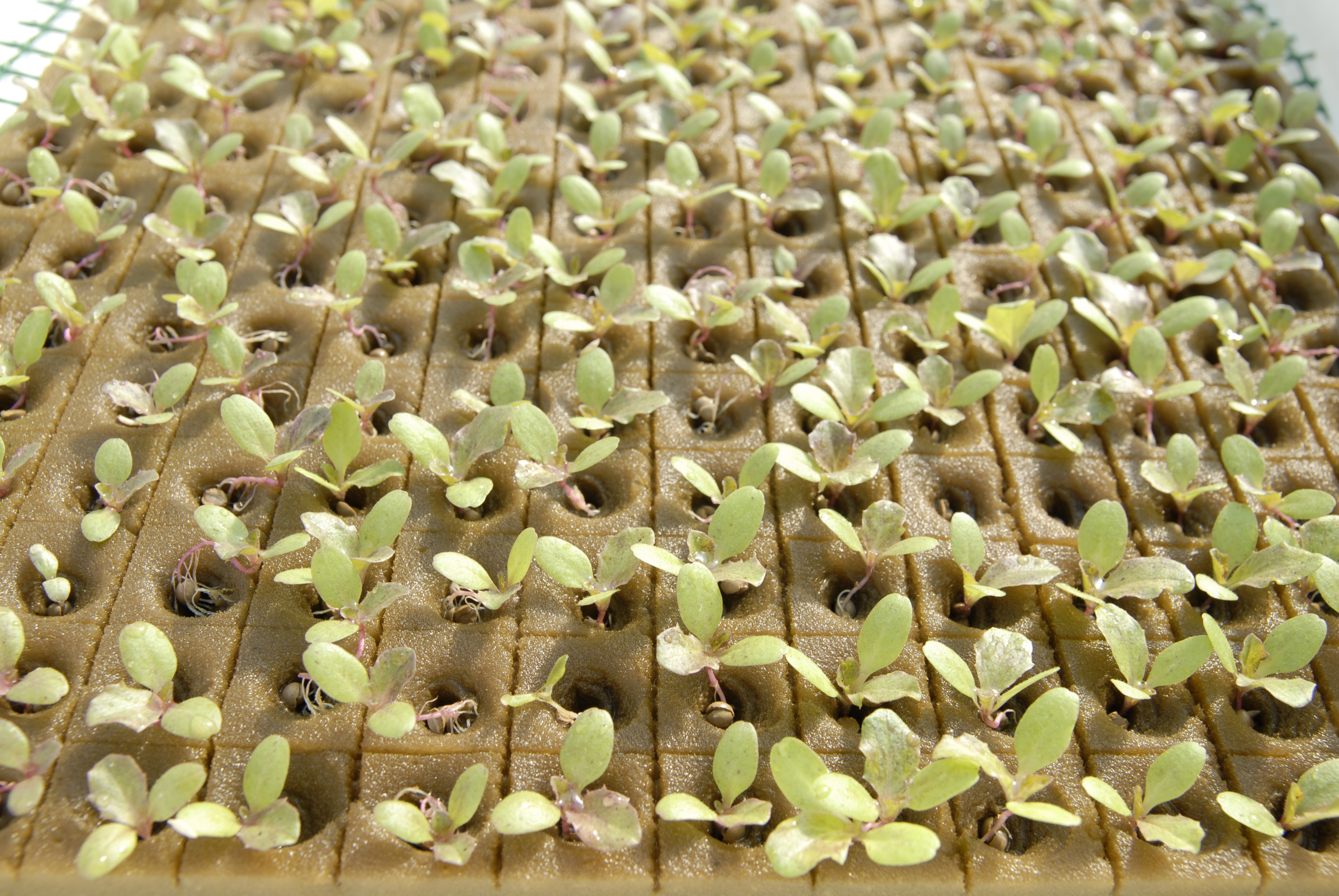 Cultivo Hidropónico