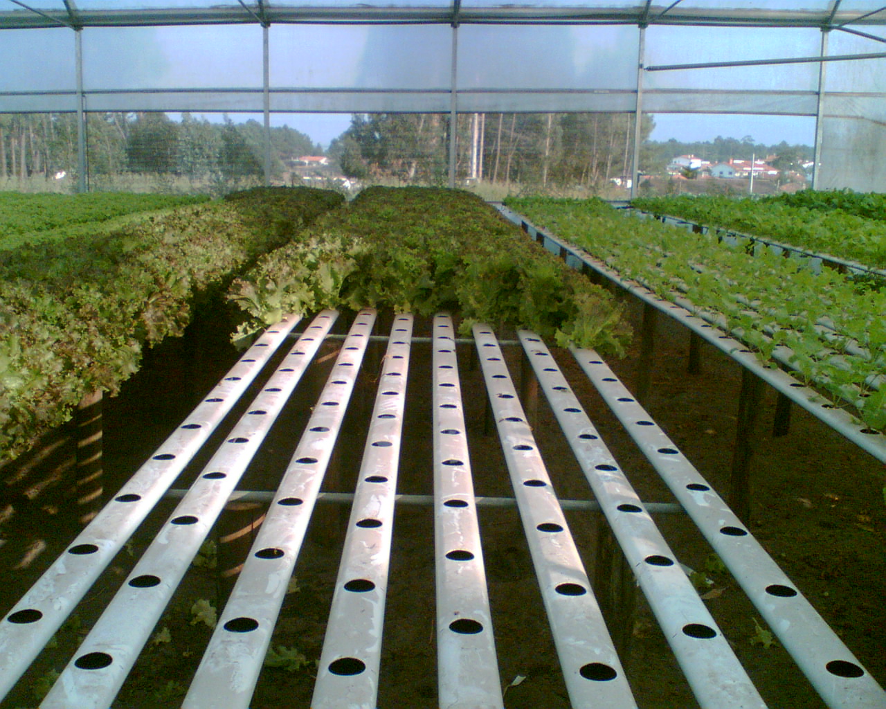 Sistema Hidropónico
